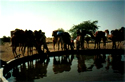 India tour- Camels in India