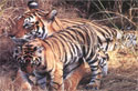 Tiger  - Safari tour in chitwan