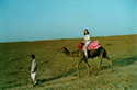 camel ride India